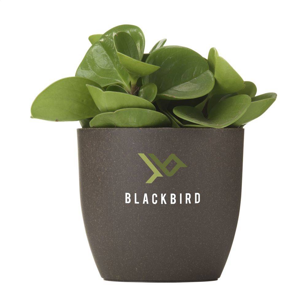 Kompostierbarer Blumentopf aus Kaffeesatz GREVAN