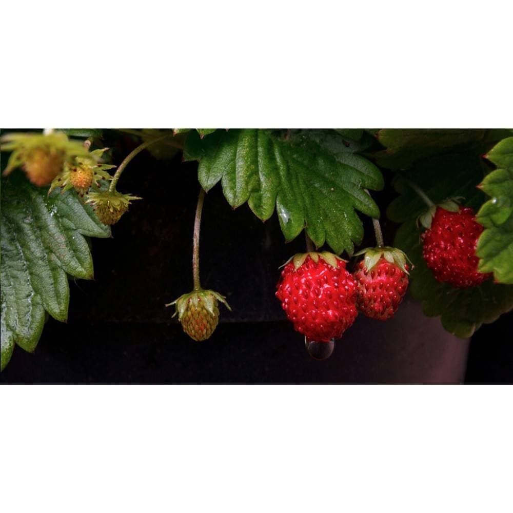 gallery:impr_1470388.jpg [182d3d5d]