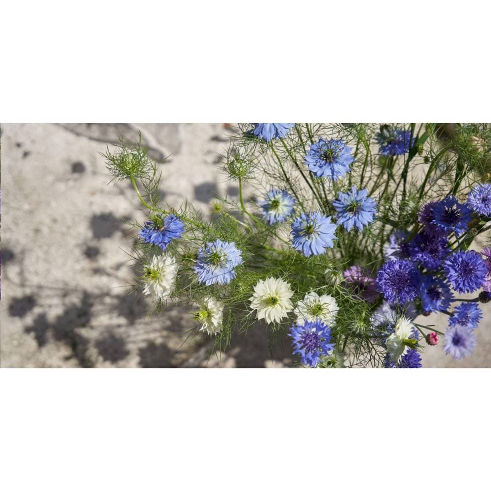 gallery:impr_1470192.jpg [25e318e9]