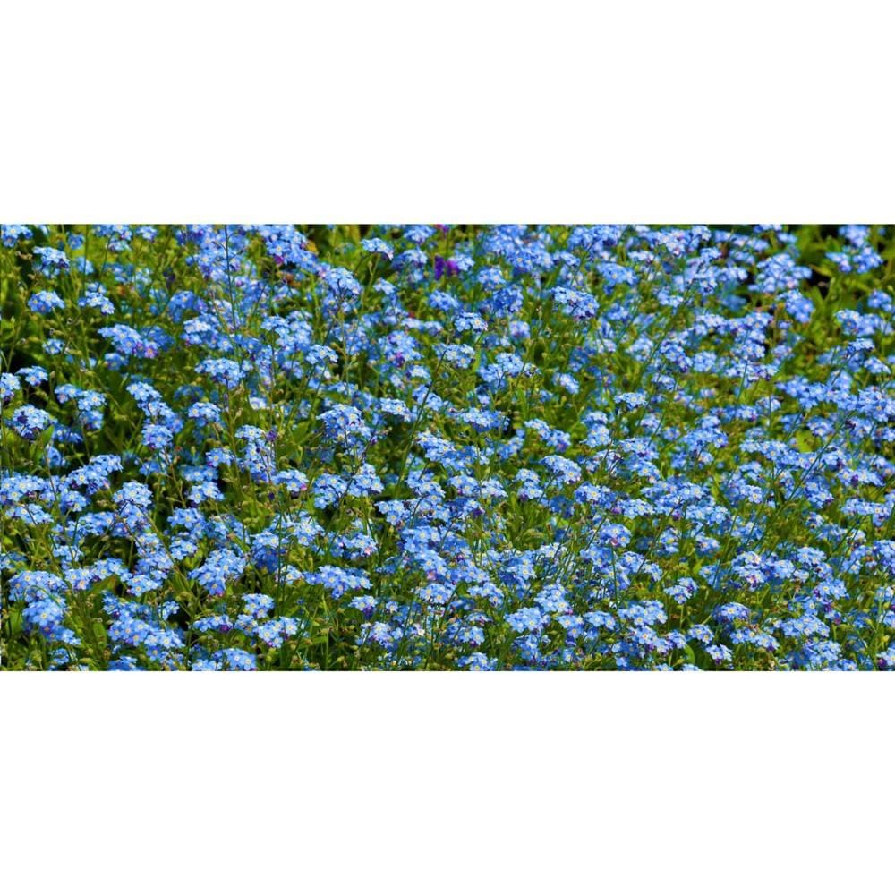 gallery:impr_1470224.jpg [14181415]