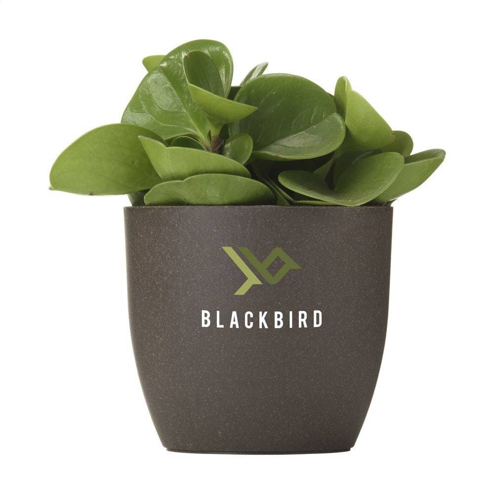 Kompostierbarer Blumentopf aus Kaffeesatz GREVAN